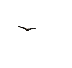 eagle_flapping