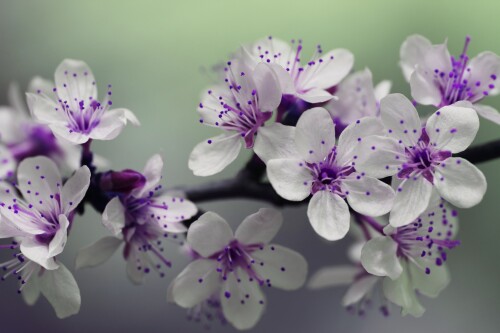 purple flowers 839594 1920