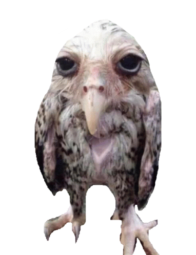Wet-owl-funny-animals.png