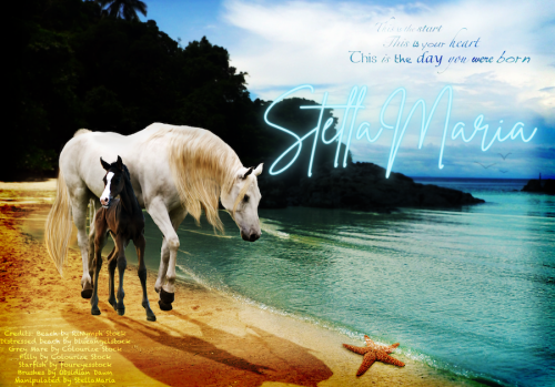 StellaMaria_beachhorses4c7b4f369c204a94.png