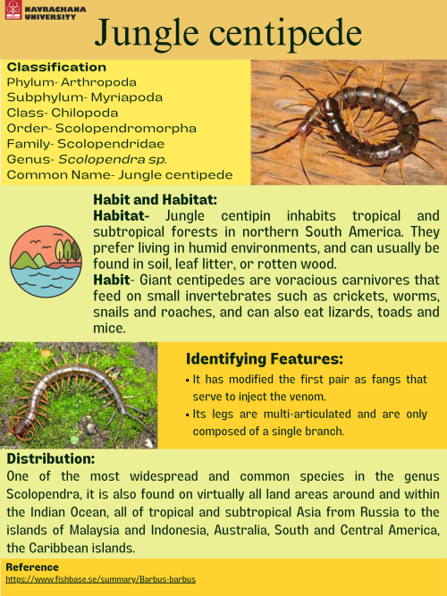 Scolopendra.png