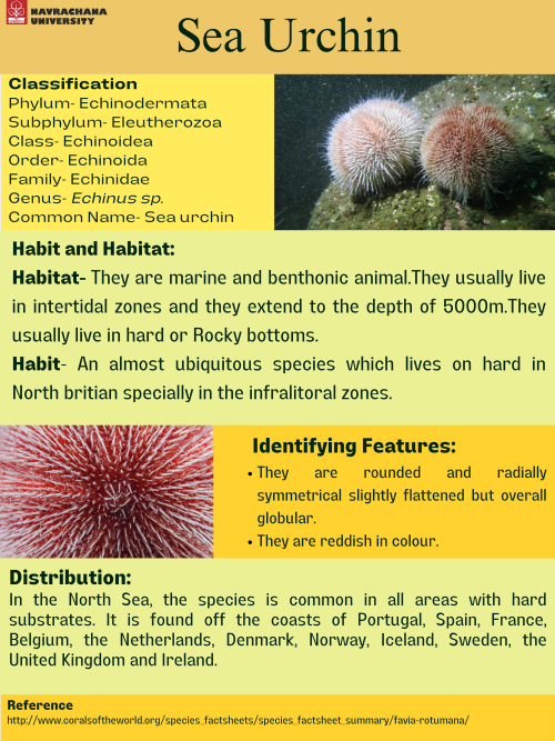 Sea-urchin.png
