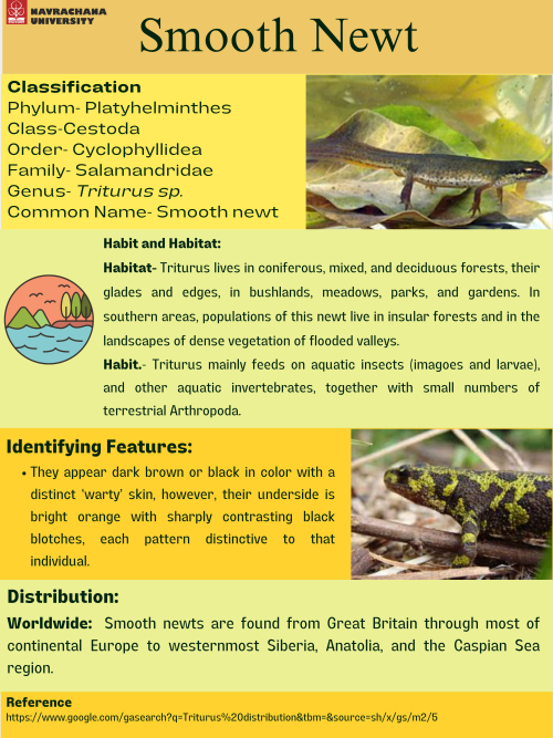 Smooth-newt