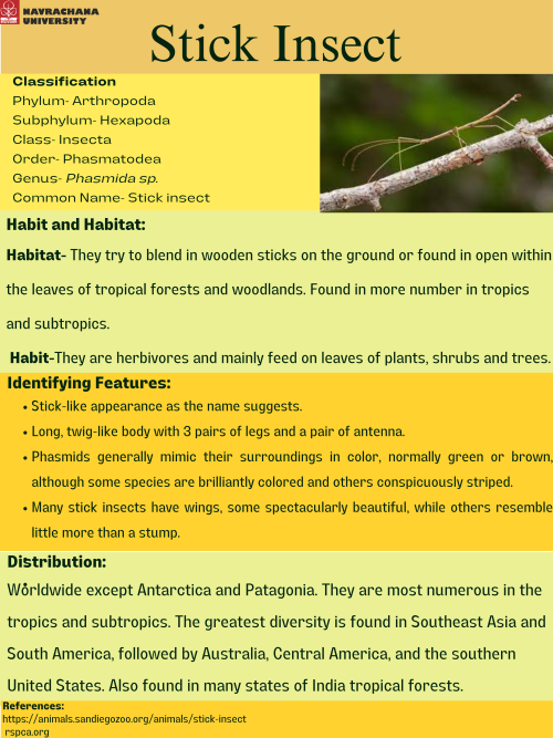 Stick-Insect.png