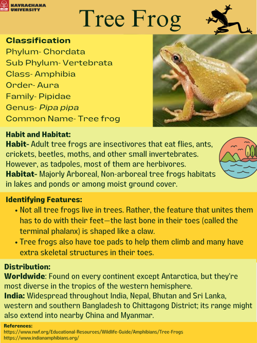 Tree-frog.png
