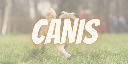 CANIS