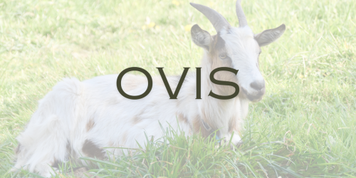 OVIS.png