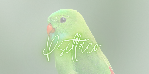 PSITTACO.png