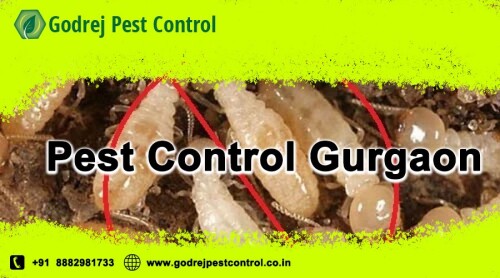 The success of Godrej Pest Control's services in Gurgaon is attributed to its team of trained and certified pest control professionals.
visit: http://www.godrejpestcontrol.co.in/