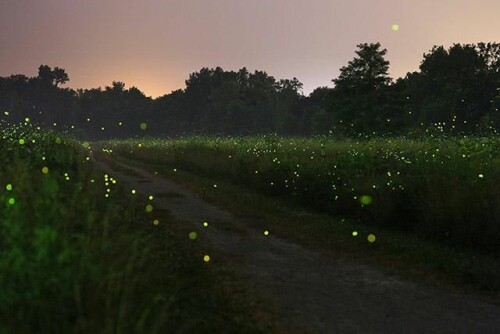 Firefly Meadow with Trail 30x 45