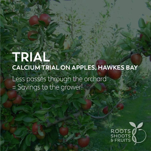Enhance Your Apple Crop Yield with organic mineral fertiliser, BIOMIN Calcium! 🍎🍏 Our trial proves its superiority over generic calcium inputs. Just 1kg/Ha of BIOMIN Calcium matches 40kg of generic calcium in analysis levels. This bio-available mineral solution allows less product application, fewer orchard passes, saving time and money. For organic fertilisers and potassium fertiliser, consult Roots Shoots & Fruits. Elevate your orchard's potential today! Visit here -  https://rd2.co.nz/product/biomin-molybdenum