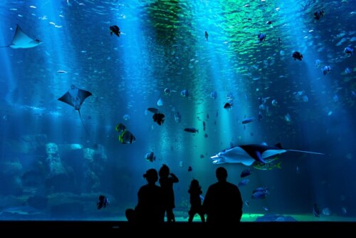 aquarium.jpeg