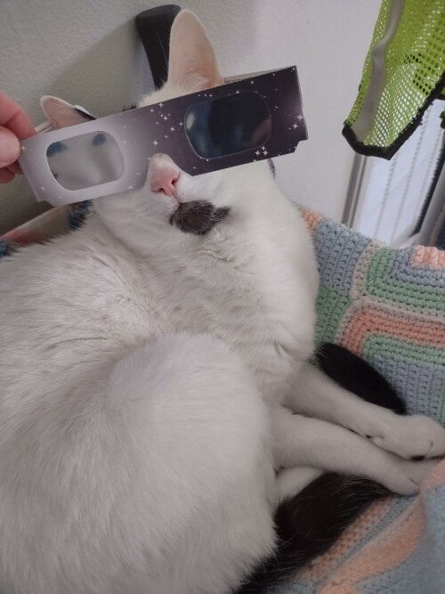 cat willow eclipse glasses
