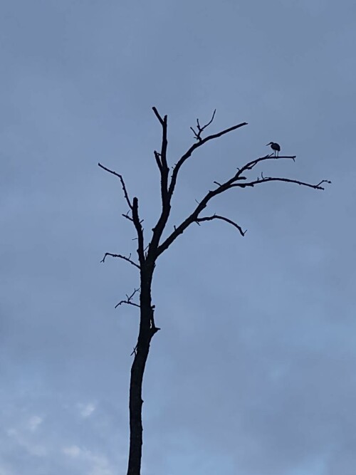 bird-heron-tree.jpeg