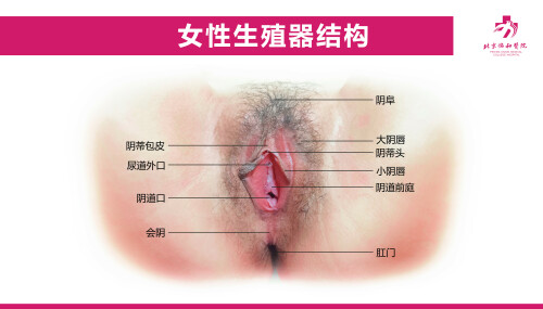 真人女性生殖器女性生殖器；大阴唇；阴蒂；阴道；女阴；外阴；生殖器结构；亚洲女孩裸体