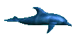 smallbluedolphin