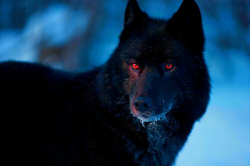 wolf11.jpg
