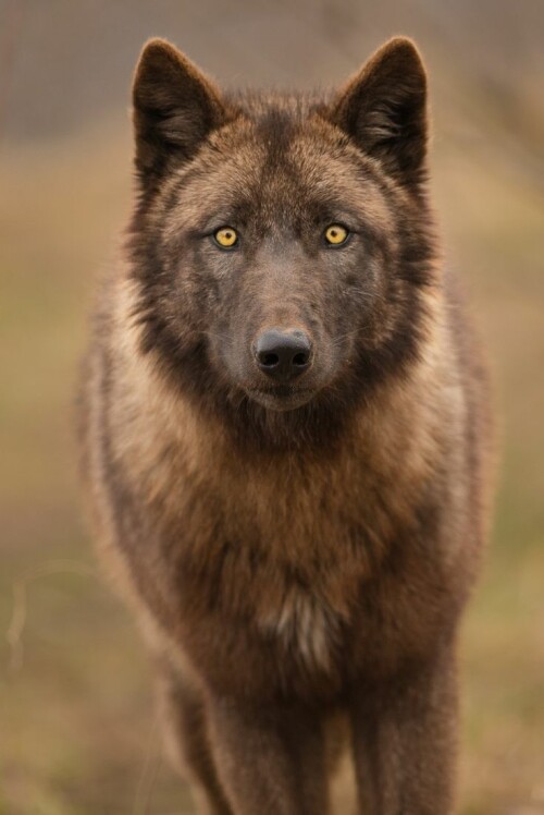 wolf9