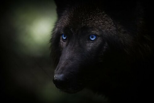 wolf5.jpg